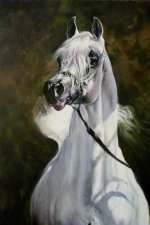 Arab%20Horse%20Painting%20Judi%20Kent%20Pyrah.jpg