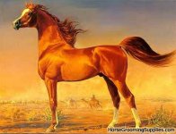 Chestnut_arabian_horse.jpg