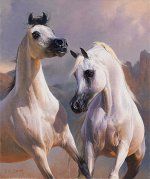 grey-arabian-stallions-1312289979.jpg