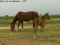 ata . . foal .1391.jpg