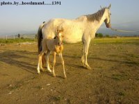 ata foal.1391.jpg