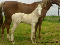 ata ghare tepe foal.1391.jpg