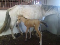 ata..foal.1391.jpg