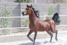 asil horse..jpg