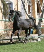 kurdish-stallion0.jpg