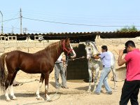 horse-yafteh-1.jpg