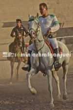 horse in iran (1).jpg