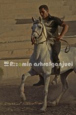 horse in iran (2).JPG