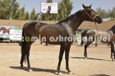 horse in iran (8).JPG