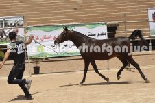 horse in iran (11).JPG