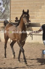 horse in iran (12).JPG
