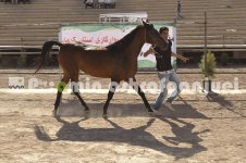horse in iran (13).JPG