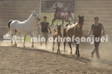 horse in iran (15).JPG