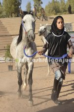 horse in iran (16).JPG