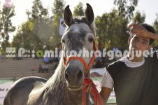 horse in iran (18).JPG