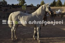 horse in iran (21).JPG