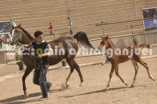 horse in iran (24).JPG