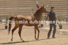 horse in iran (25).JPG