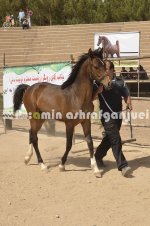 horse in iran (26).JPG