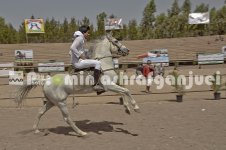 horse in iran (29).JPG