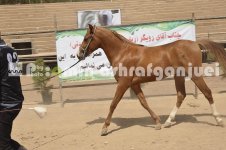 horse in iran (28).JPG