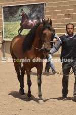 horse in iran (30).JPG