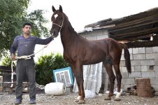 horse-sarokh.jpg