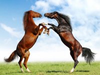 europe-horses-jpg.jpg
