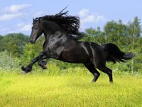 black-horse-scalesandtails1-30764940-1024-768.jpg