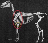 662px-Arabian_horse_skeleton.jpg