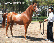 ARABIANHORSESHOW2.gif