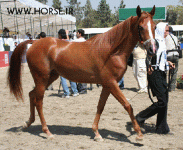 ARABIANHORSESHOW6.gif