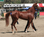 ARABIANHORSESHOW16.gif