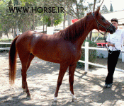 ARABIANHORSESHOW17.gif