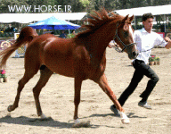 ARABIANHORSESHOW18.gif