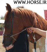 persian-horse-show45.jpg