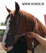 persian-horse-show46.jpg