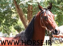 persian-horse-show36.jpg