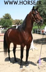 persian-horse-show38.jpg