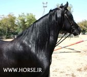 persian-horse-show31.jpg