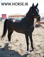 persian-horse-show23.jpg