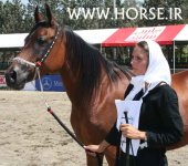 persian-horse-show18.jpg