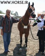 persian-horse-show17.jpg