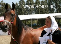 persian-horse-show7.jpg