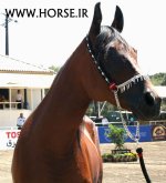 persian-horse-show6.jpg