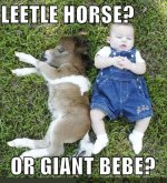 funny-pictures-little-horse-baby.jpg