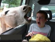 funny-pictures-horse-in-car.jpg