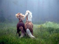 beautiful-horses-03.jpg