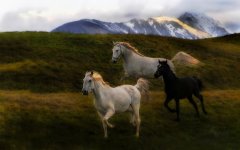 beautiful-horses-07.jpg
