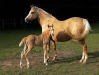 -Mare_and_foal_Kvetina-Marie.jpg